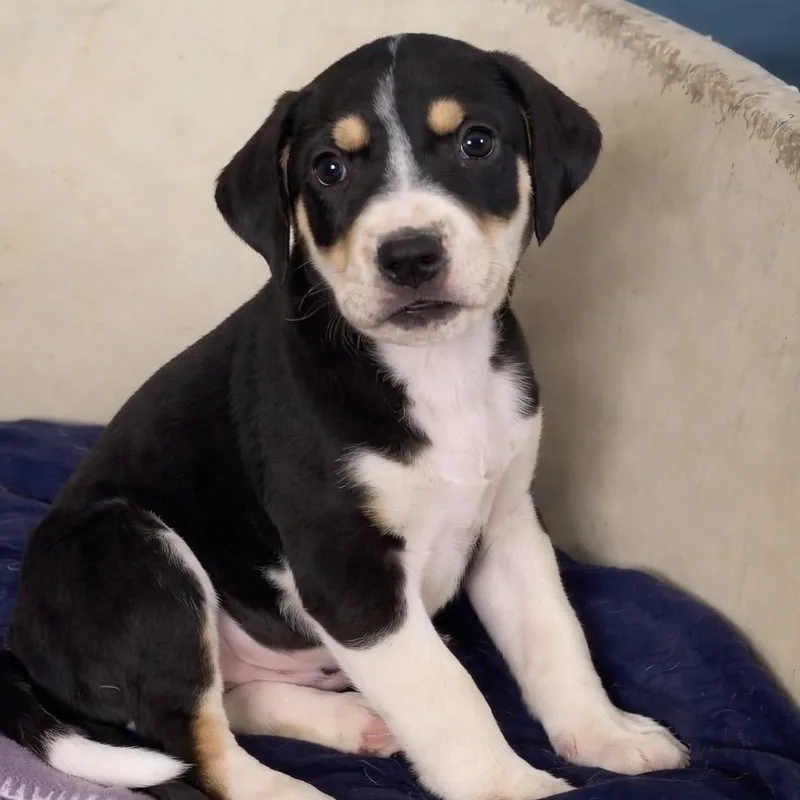 A baby medium-sized male Black Retriever dog named Benson for adoption in Quakertown, PA