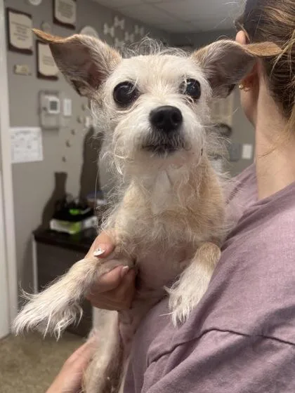 A senior small-sized female Chihuahua dog named Star  Hospice for adoption in East Brookfield, MA
