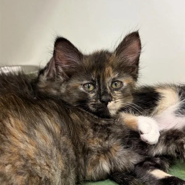 A baby small-sized female Calico Domestic Short Hair cat named Haiku for adoption in Long Beach, CA