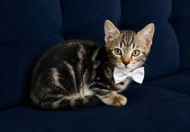 A baby small-sized male Gray / Blue / Silver Domestic Short Hair cat named Logan for adoption in Panama City Beach, FL
