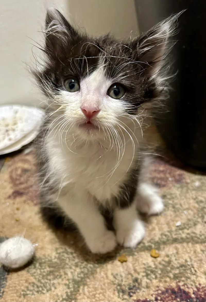 A baby medium-sized male Domestic Medium Hair cat named Denali for adoption in Warwick, RI