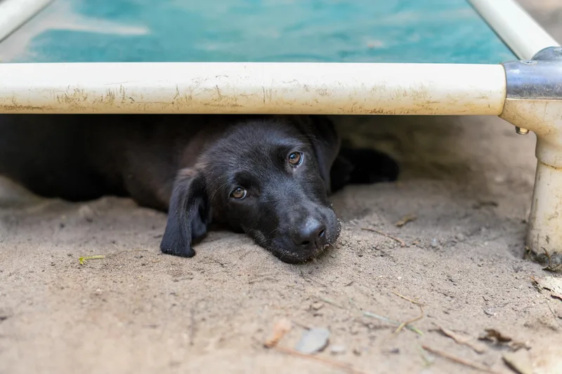 A baby medium-sized female Black Mixed Breed dog named Libby Loo for adoption in BONIFAY, FL