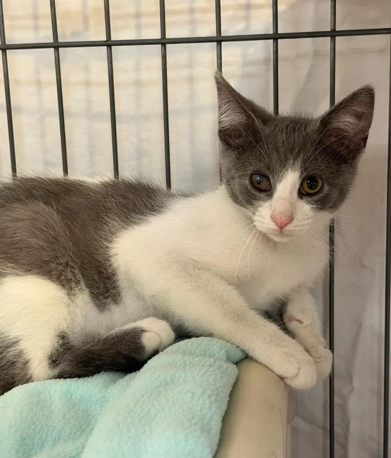 A baby medium-sized male Domestic Short Hair cat named Blockbuster for adoption in Cincinnati, OH