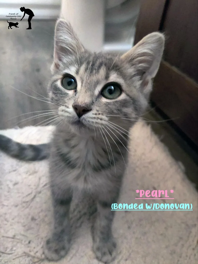 A baby small-sized female Tabby (Gray / Blue / Silver) Domestic Short Hair cat named Pearl for adoption in Centerville, UT