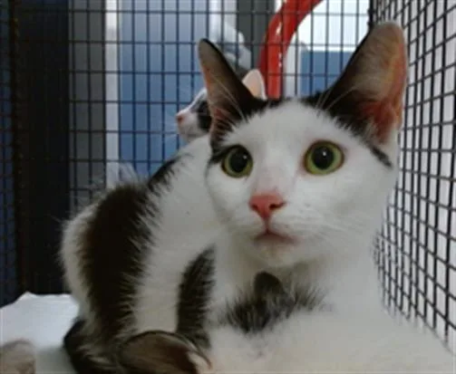 A young small-sized female Domestic Short Hair cat named Zara for adoption in Miami, FL