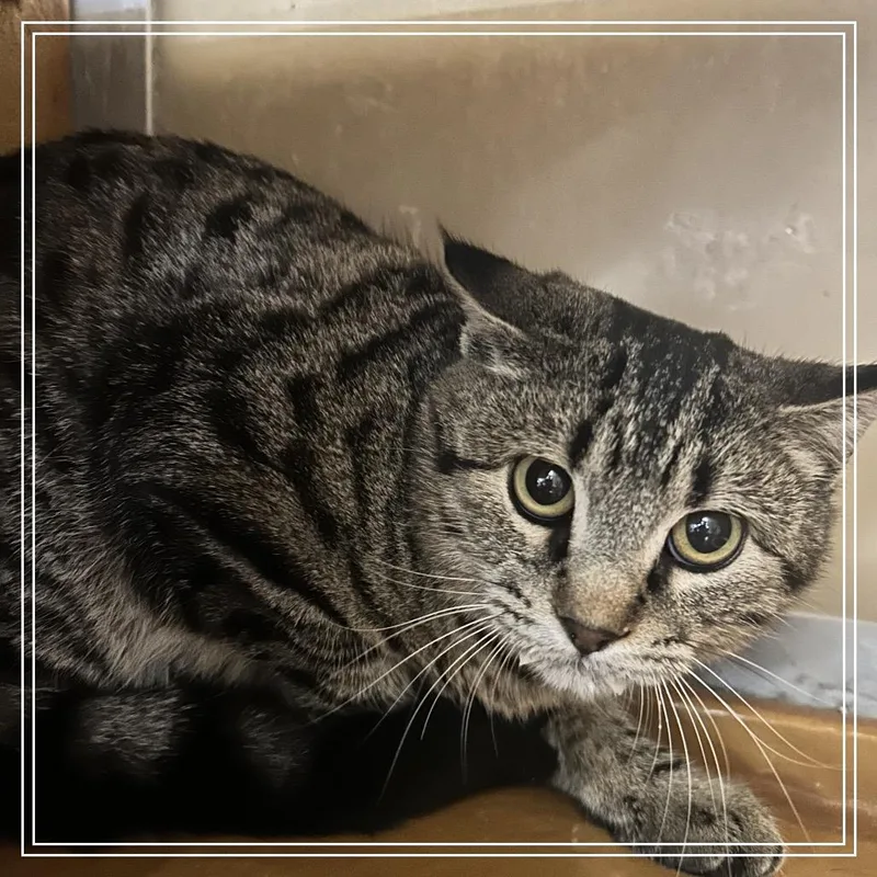 A baby small-sized female Gray / Blue / Silver Domestic Short Hair cat named FWT Gracie for adoption in Midland, TX