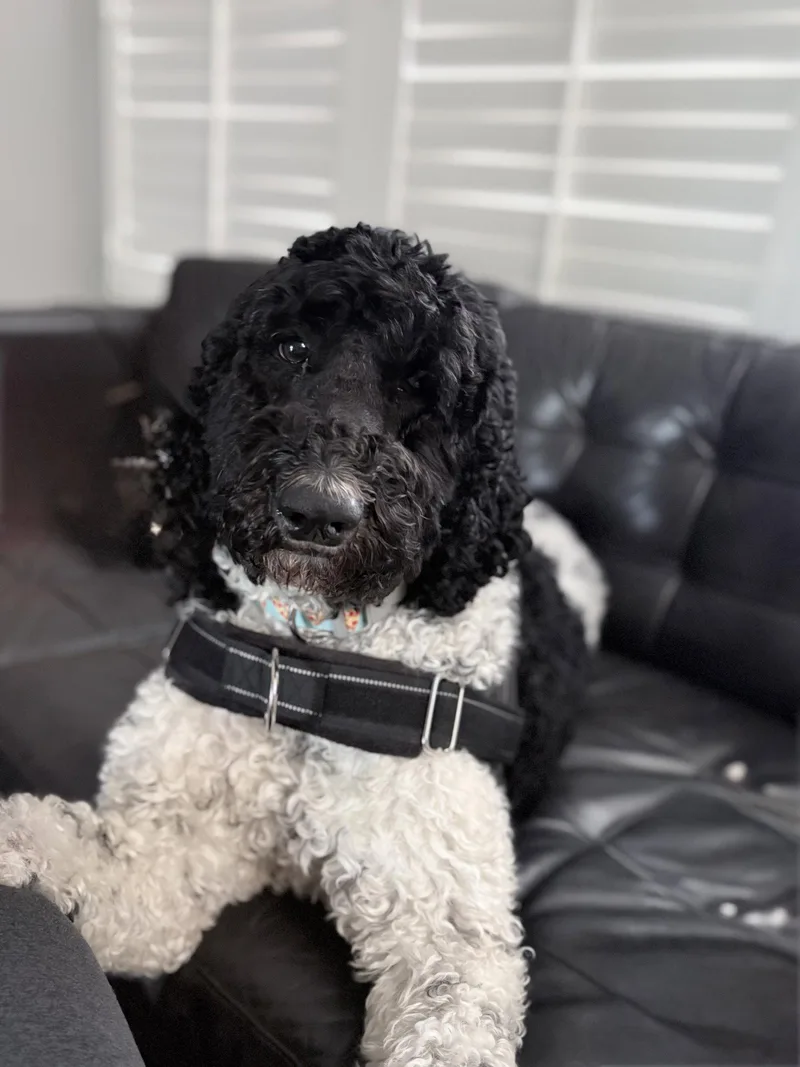 An adult large-sized male Standard Poodle dog named Bruno for adoption in Orange, CA