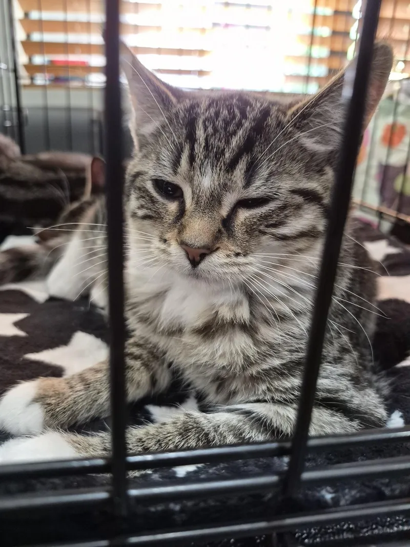 A baby medium-sized male Tabby (Brown / Chocolate) Domestic Short Hair cat named Lo'ak for adoption in Eugene, OR