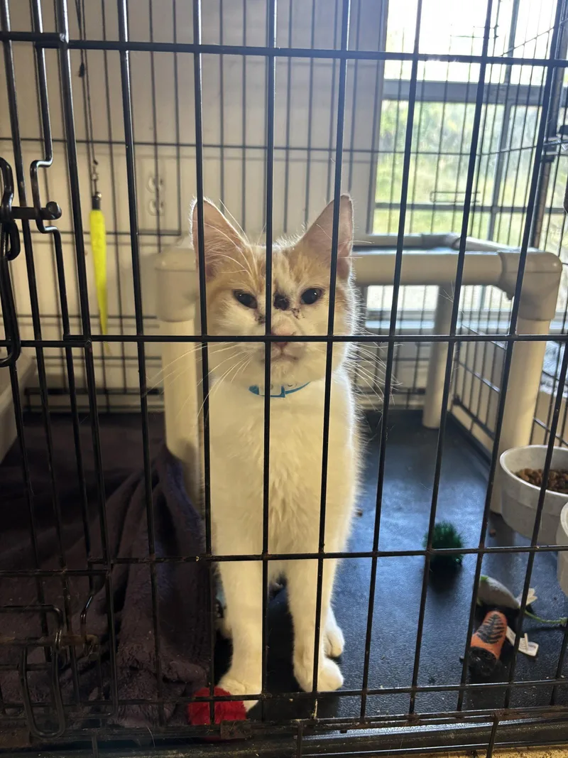 A young medium-sized female Orange & White Domestic Short Hair cat named Cymbal for adoption in Naples, FL