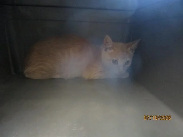 A baby small-sized female Domestic Short Hair cat named A for adoption in Oklahoma City, OK