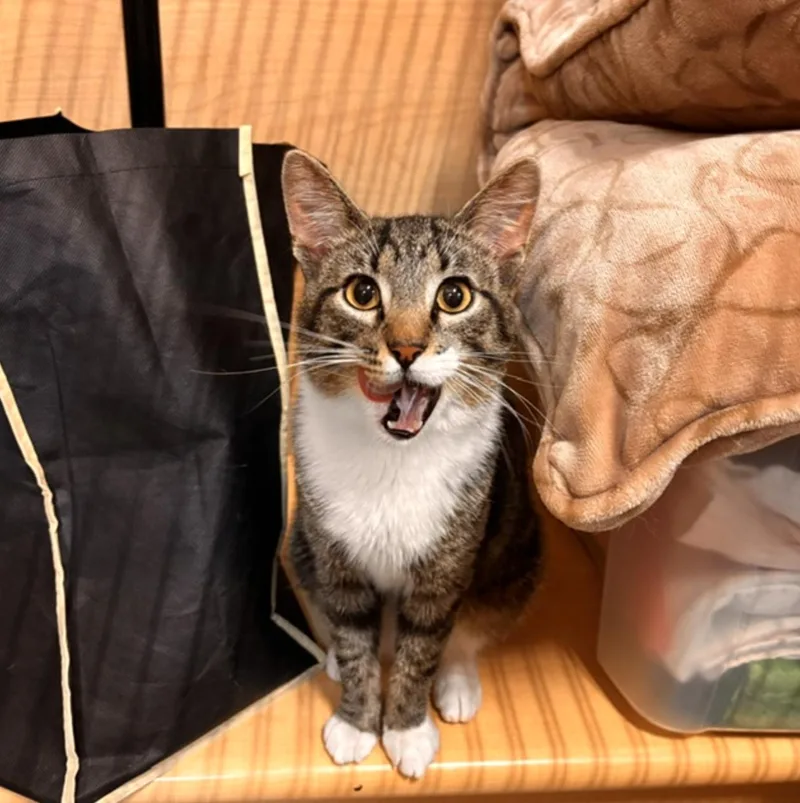 An adult medium-sized male Domestic Short Hair cat named Sheldon for adoption in Wheaton, IL