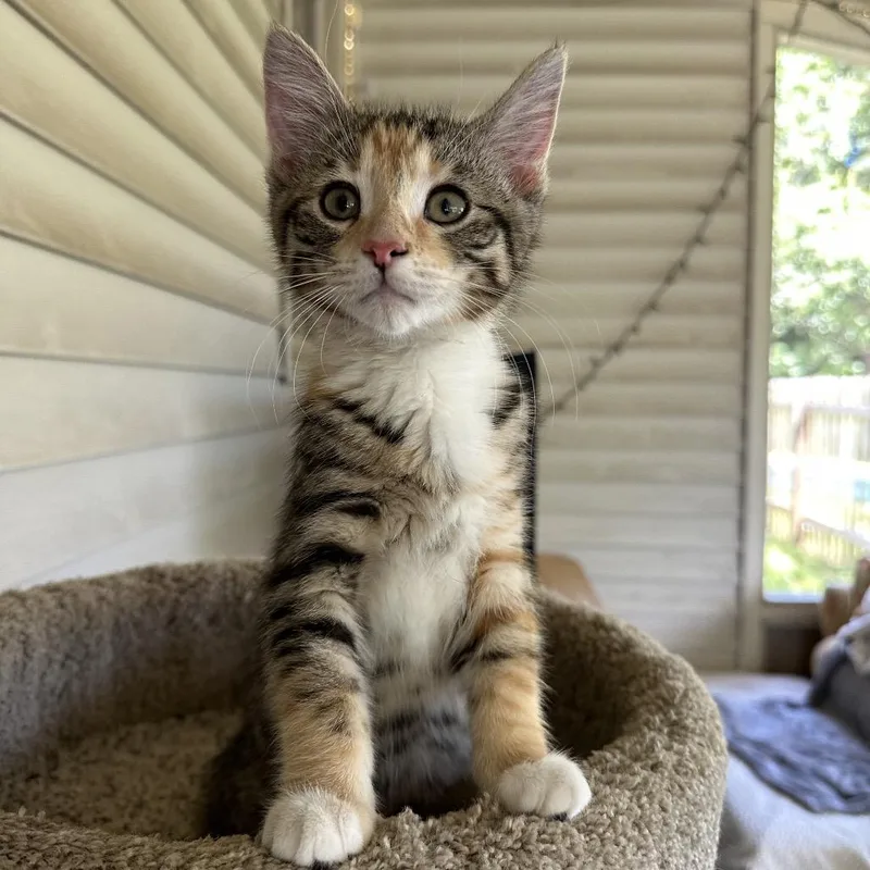 A baby small-sized female Domestic Short Hair cat named Monster Cookie for adoption in Portage, MI