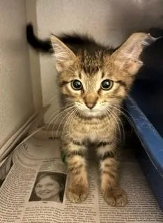 A baby medium-sized female Tabby (Buff / Tan / Fawn) Domestic Short Hair cat named Gravity for adoption in Mason City, IA