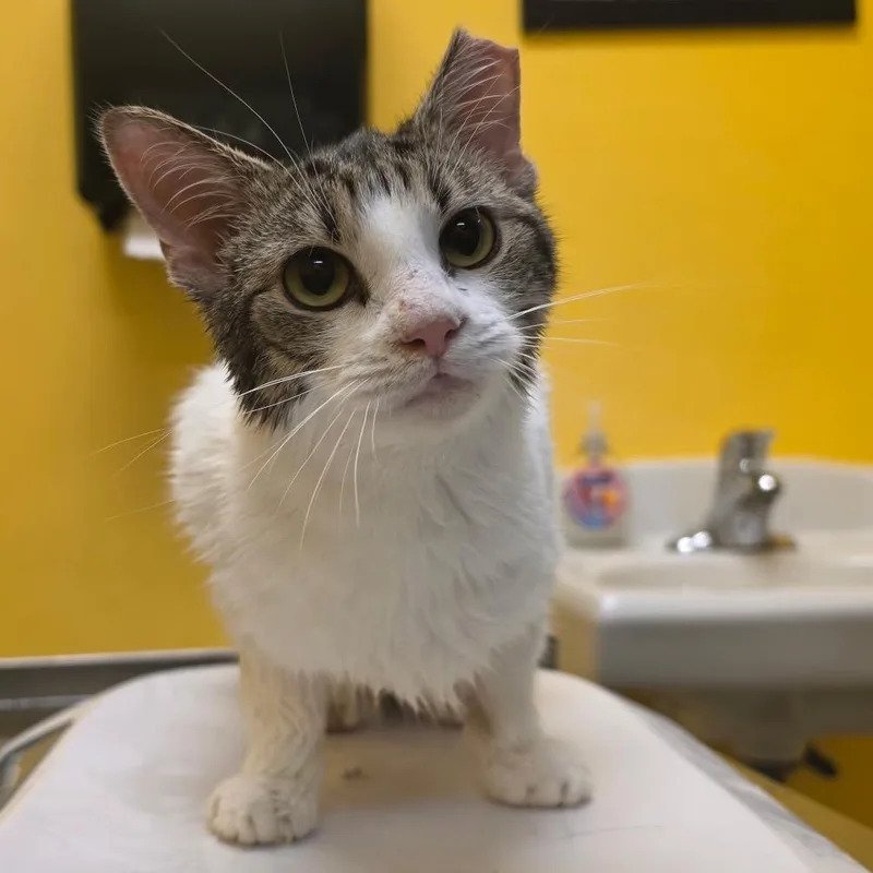 A young medium-sized female Brown / Chocolate Domestic Short Hair cat named Hollie for adoption in Newark, NJ