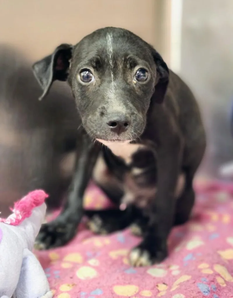 A baby small-sized male Labrador Retriever dog named Dynamo for adoption in Houston, TX
