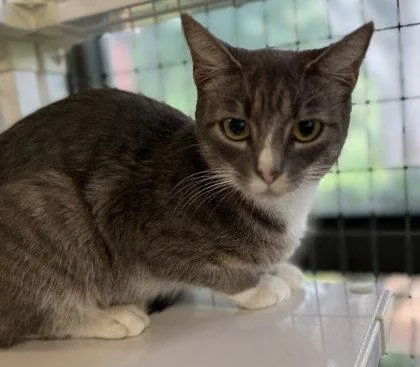A young small-sized female Gray / Blue / Silver Domestic Short Hair cat named Circe for adoption in Midland, VA