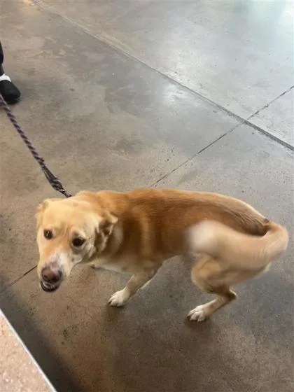 An adult medium-sized male Mixed Breed dog named Parker for adoption in West Chester, PA