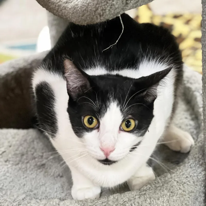 An adult extra large-sized male Black Domestic Short Hair cat named Apple Jacks for adoption in Mount Juliet, TN