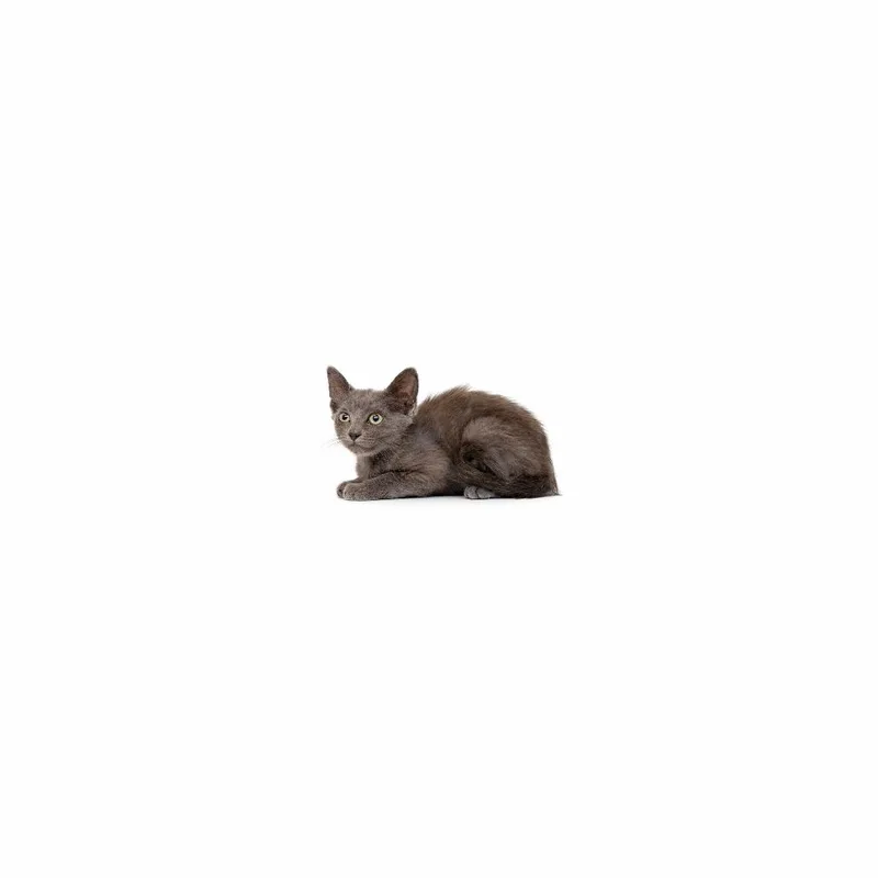 A baby small-sized female Gray / Blue / Silver Domestic Short Hair cat named Evangeline for adoption in Playa Vista, CA