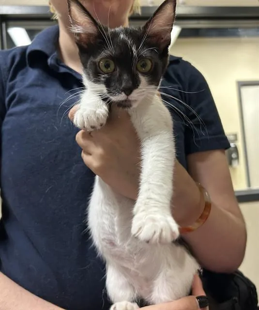 A baby small-sized female Domestic Short Hair cat named Pachina for adoption in Modesto, CA