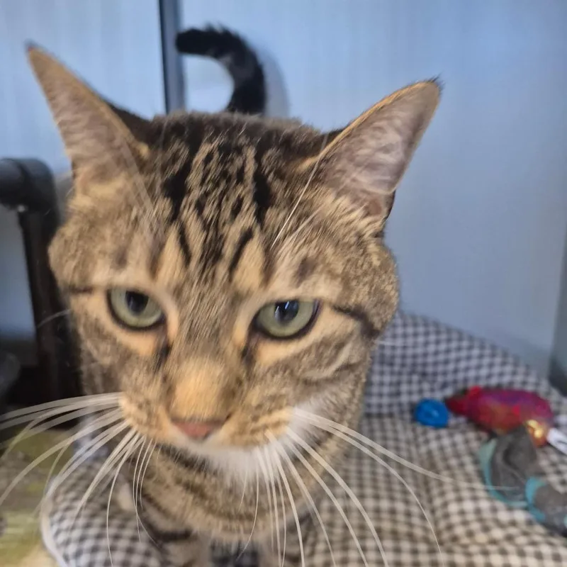 An adult extra large-sized male Gray / Blue / Silver American Shorthair cat named Tucker for adoption in Kingman, KS