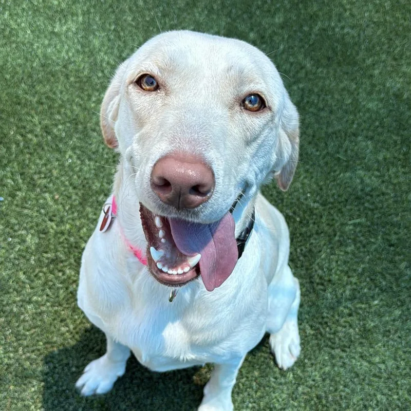 A young large-sized female Apricot / Beige Yellow Labrador Retriever dog named Lola A for adoption in Middletown, NY