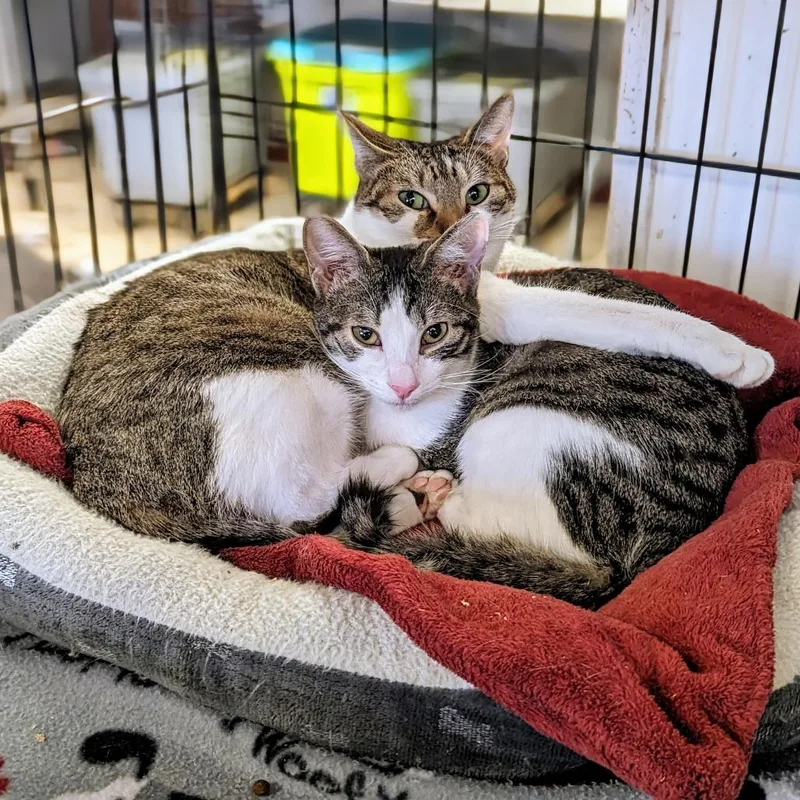 Persephone thumbnail 2