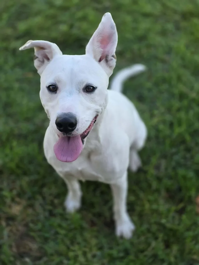 An adult medium-sized female White / Cream Australian Cattle Dog / Blue Heeler dog named Coconut for adoption in Manteca, CA