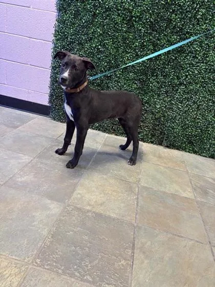 A baby small-sized male Black Pit Bull Terrier dog named Romeo for adoption in El Paso, TX