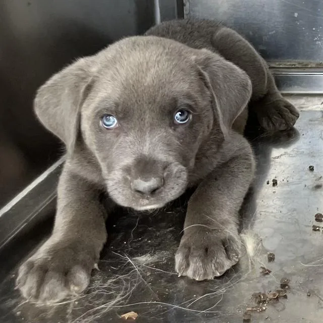 A baby small-sized male Mixed Breed dog named Max for adoption in Dallas, TX