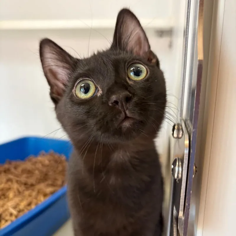 A baby small-sized male Black Domestic Short Hair cat named Ernst for adoption in Kanab, UT