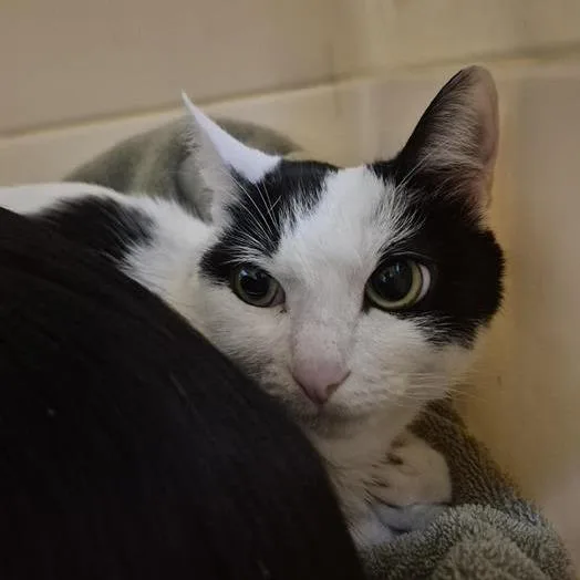 An adult medium-sized female White Domestic Short Hair cat named Lulu for adoption in Tacoma, WA