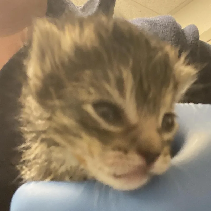 A baby small-sized male Gray / Blue / Silver Domestic Short Hair cat named Bobby for adoption in Harrisonburg, VA