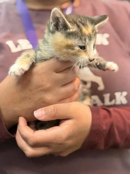 A baby small-sized female Domestic Short Hair cat named Miso for adoption in Memphis, TN