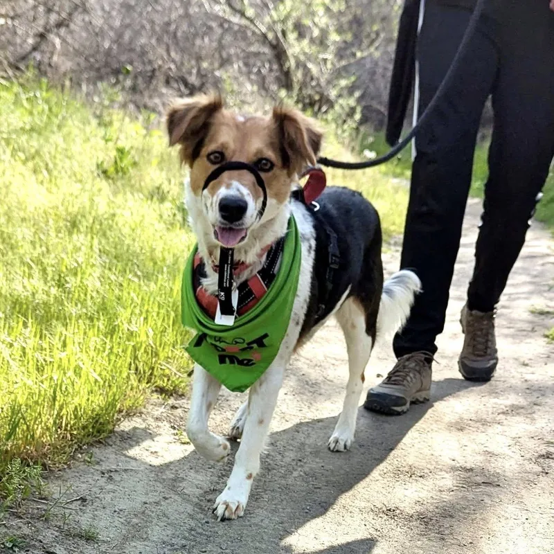 Sagemoor thumbnail 4