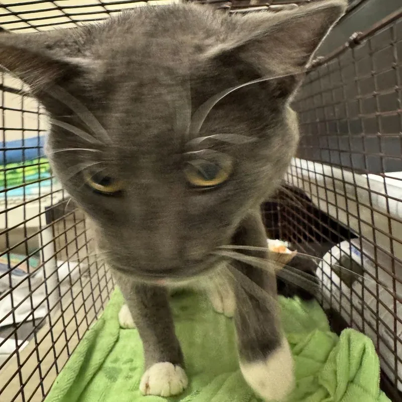 An adult medium-sized male Gray / Blue / Silver Domestic Short Hair cat named Tommy for adoption in Chicago, IL
