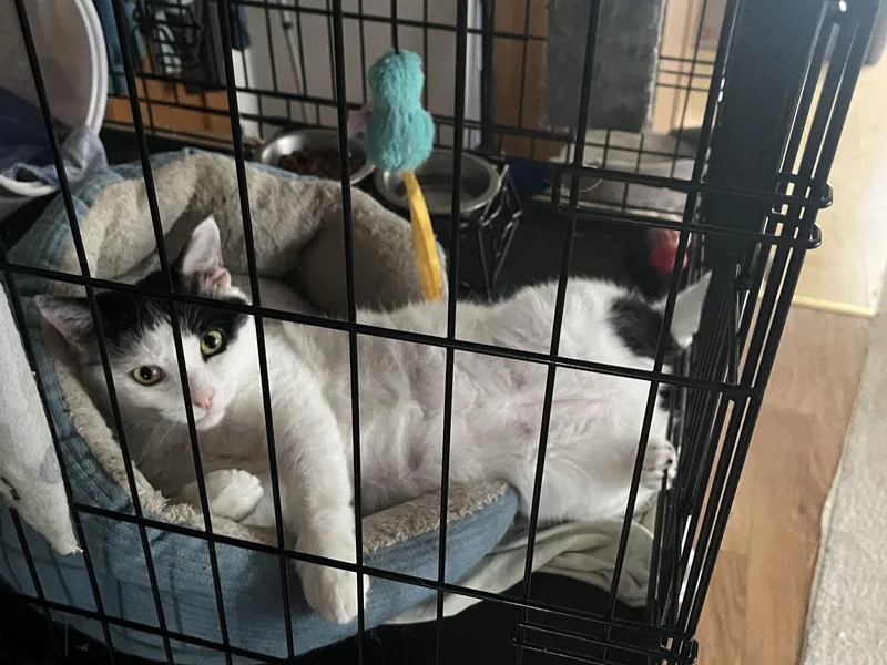 A young medium-sized male Domestic Short Hair cat named Frankie for adoption in Clinton, MI