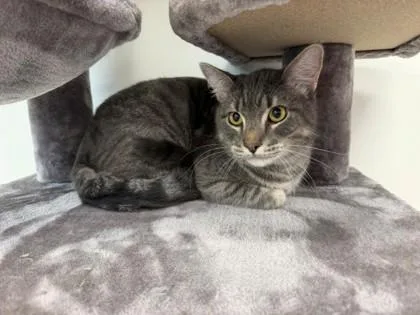 An adult large-sized male Domestic Short Hair cat named Gravy for adoption in Daphne, AL