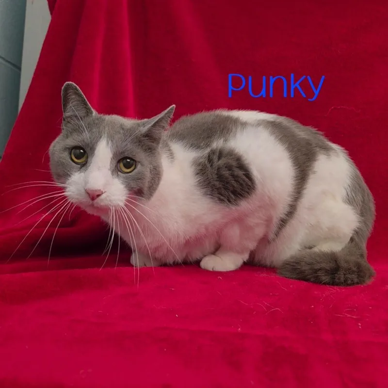 Punky