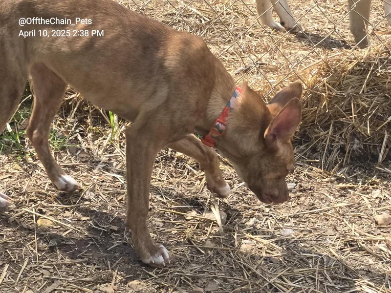 Hazelnut thumbnail 3