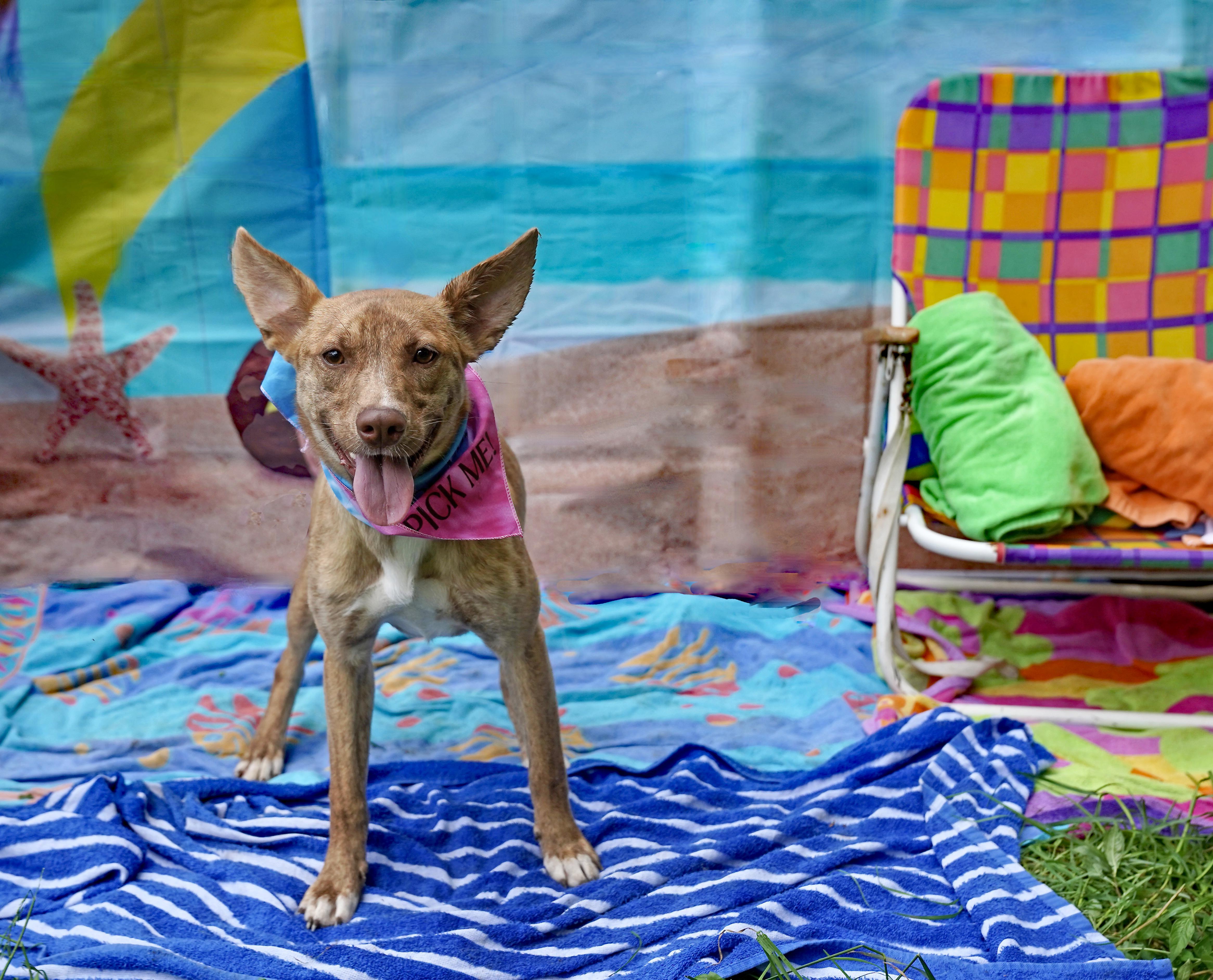 Hazelnut thumbnail 6