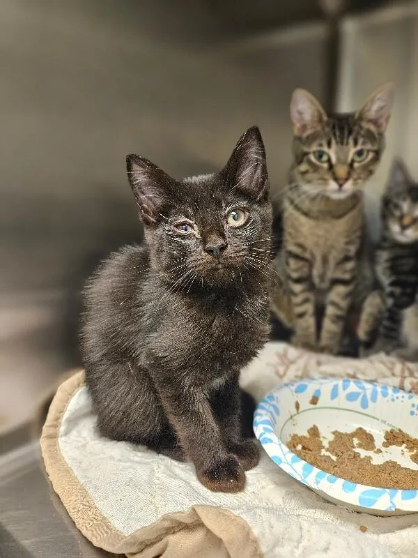 A young medium-sized female Black Domestic Short Hair cat named Noodle for adoption in Disputanta, VA
