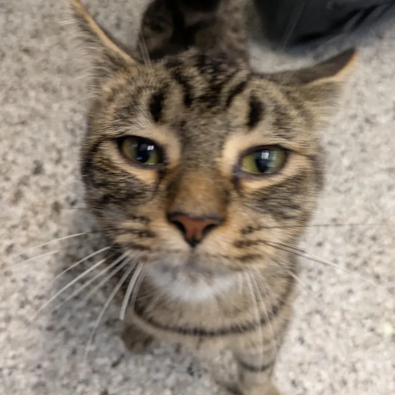 A young medium-sized female Black Domestic Short Hair cat named Squirrel for adoption in Mount Pleasant, MI
