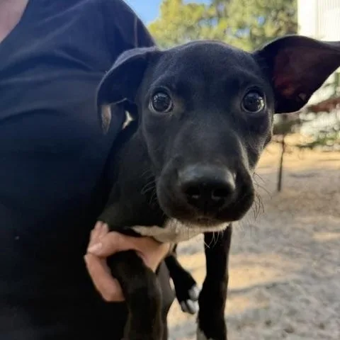 A baby small-sized female Black Mixed Breed dog named Lyre for adoption in Charleston, SC