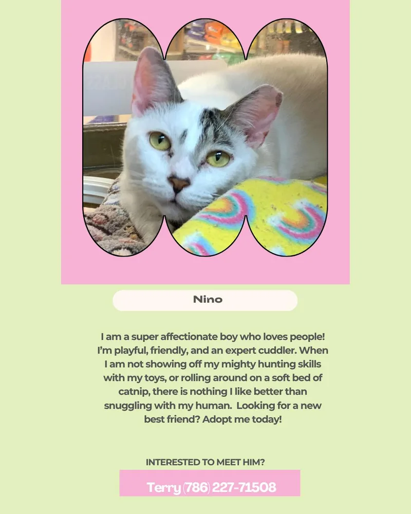 An adult medium-sized male White Domestic Short Hair cat named Nino for adoption in Miami, FL