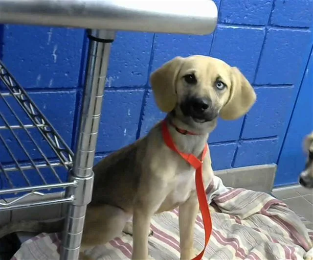 A young small-sized female Beagle dog named Tater for adoption in Albuquerque, NM