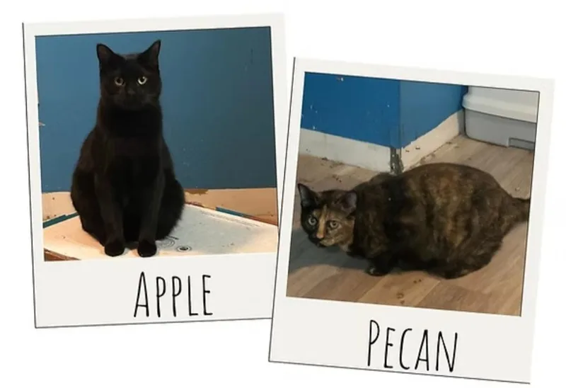 Apple & Pecan