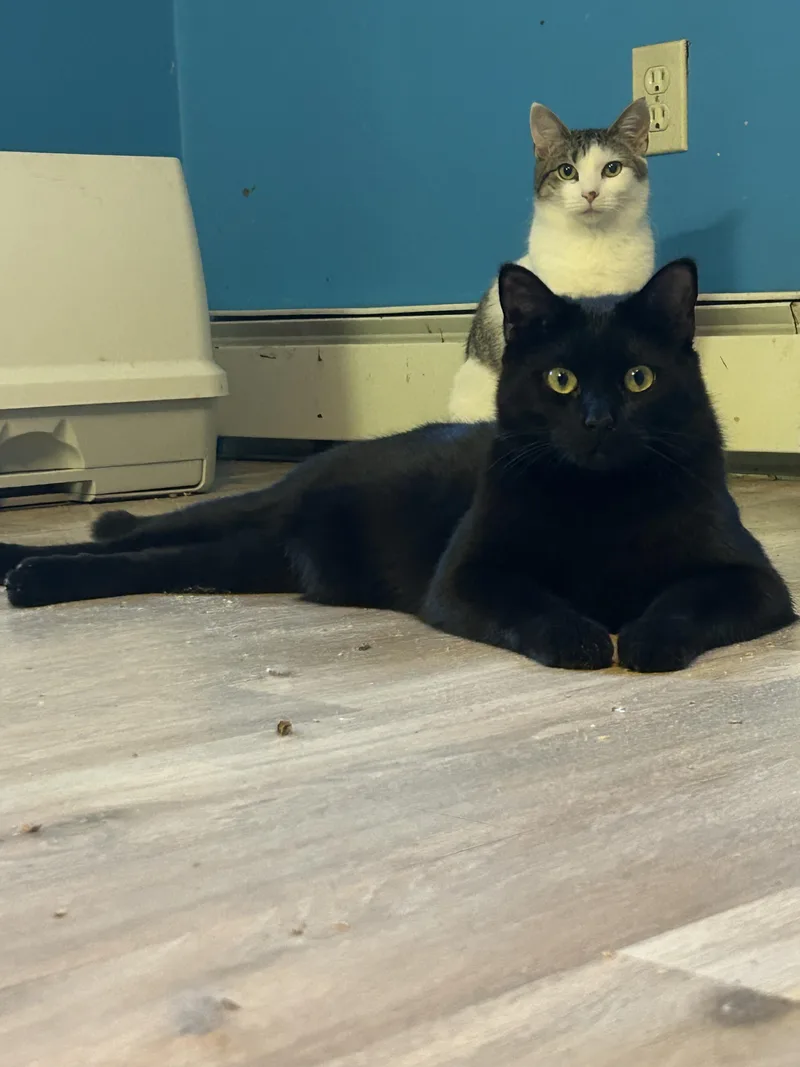 Apple & Pecan thumbnail 3