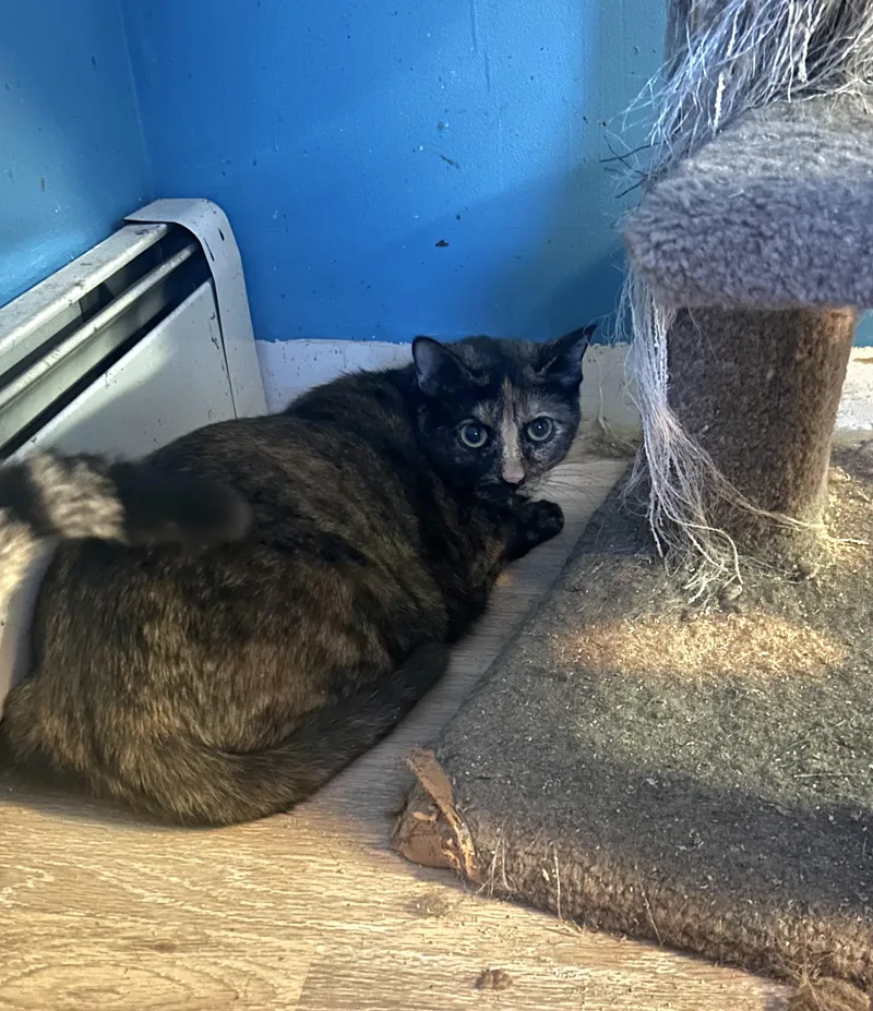 Apple & Pecan thumbnail 4