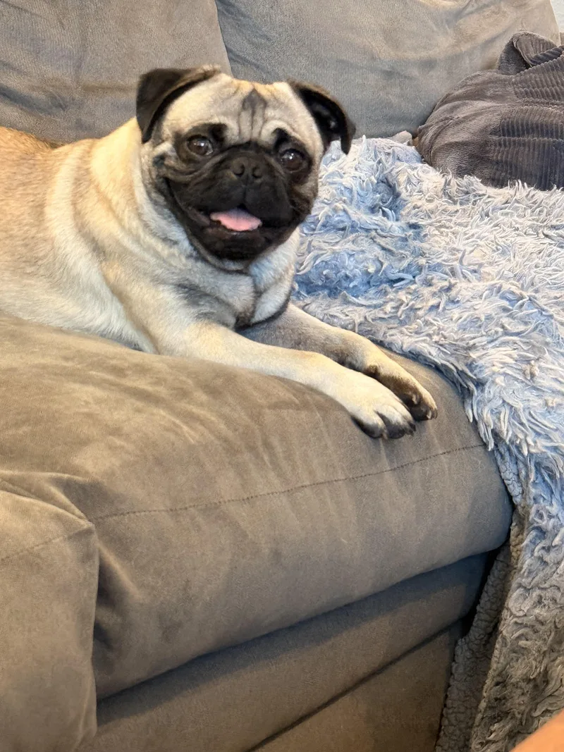 A young small-sized male Yellow / Tan / Blond / Fawn Pug dog named Hobbes for adoption in Poway, CA